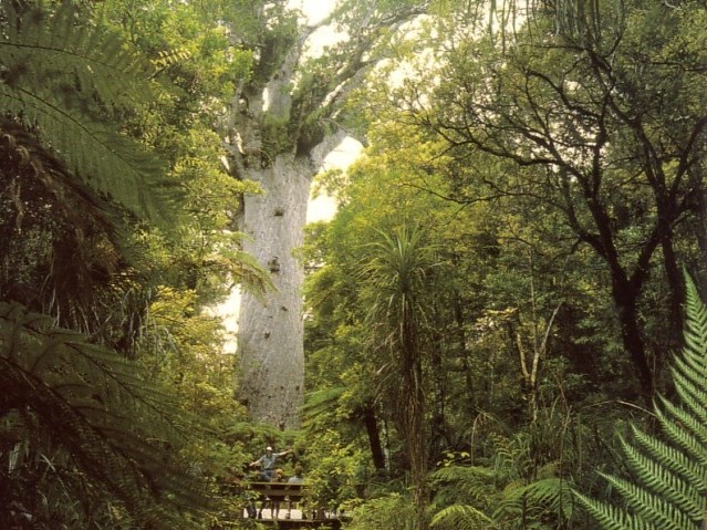 Kauri Tree at Waipoua Forest 1500 year old